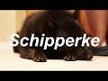 About the Schipperke dog breed #animals