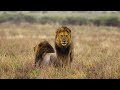 4K Wild Animals: Arusha National Park, Tanzania - Scenic Wildlife Film With Calming Music
