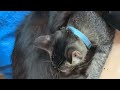 the mother cat breastfeeds her kittens with great affection#catlovers #catsvideo #cats