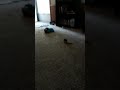 Pug pup vs brush