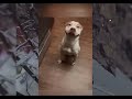Funny animals |credits to @OfficialMosa #viral #gorillatag #funny #shorts #astrovrforfingerpainter