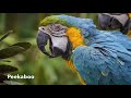 Teach Your Parrot to Say What Are You Doing * Peekaboo * Step Up * Good Baby [ Talking Bird ]