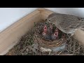 Adorable Baby House Finches Hatching! - 2024