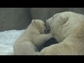 Белые медвежата в Московском зоопарке Polar Bear Cubs in Moscow Zoo