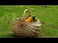 Simple and leisurely life in a country house during the rainy season. Daily routine in the village