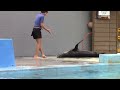 Sea Lion Show Highlights at Sea Life Park