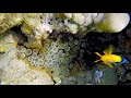 Sea Anemone 4k Ultra Hd Under Water Realxing | Sea 4k