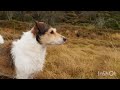 Come along for a pack walk in stunning scenery 🏞  #ytshorts #dogtraining #doglife #dog
