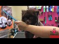 How to groom a Pomeranian Cutest dog ever