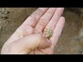 Digging Big Gold Nuggets in the Australian Bush - DTGT Detecting The Golden Triangle