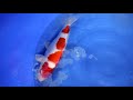 Koi Wound Treatment & Koi Parasites check | Koi Keeping