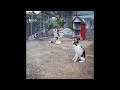 🐶 When Cats Are So Silly 🤣🤣 Funniest Catss 🐱