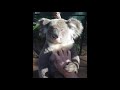 cute baby animal moments compilation funny Tik Tok #2