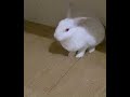 Self-Grooming House Bunny #bunny #selfgrooming #housebunny