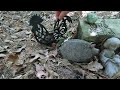 Mysterious Gravestone in Sam Houston National Forest