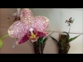 Cultivando Orquídeas sem Substrato - Cuidados com a REGA!!