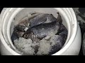 Ganito lang gawin mo para makagawa ng burong isda (fermented fish)