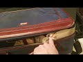 Suitcase cat