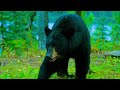 Black Bear On Vancouver Island 4K. Ultra HD With  Relaxing Piano Music