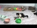 Try Not To Laugh Cats And Dogs Videos😹🐶New Funny Animals Video 2024