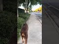 Red Dog walking
