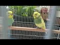 happy and chirping budgies sunbathing 💖💖