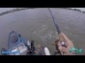 Shallow Water Thunderstorm  Blacktip Pups on the Kayak - Small Creek near Yankeetown Barge Canal