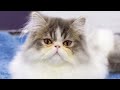 Persian cat #animals