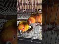 Lovely Sun Conure