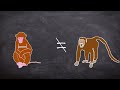 The Dark Side of Science: The Horrific Monkey Drug Experiment 1969 (Short Documentary)