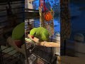 Tiki the Indian Ringneck Parrots Live Fun🦜💚!