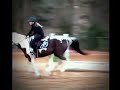 The time he took off with me #fypシ #equestrian #viral #shorts #equestrianrider