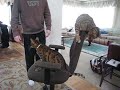 Bengal cats demand a merry-go-round ride on the chair