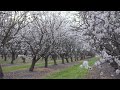 Witnessing a Magical Almond Blossom Wind Storm