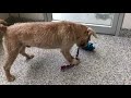 DIY Dog Toy Making Video