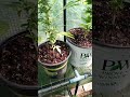 Outdoor greenhouse updates!