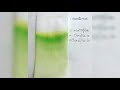 Cromatografía en papel con hojas de espinaca