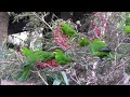 Kakariki,New Zealand Red Crowned Parakeet,Canon HF10