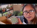 The Next Gardener Succulent Unboxing with Succulent Names or I.D #succulentunboxing #succulents