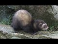 Polecat