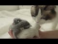 Momma cat gives birth to 4 kittens of different colors, first time hand-feeding and they're so cute