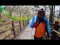 [4K] #Cherry blossoms exploded all over the mountain. /#Drone View /cherry blossoms in korea