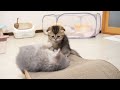 A kitten who cares for a mother cat who is tired of childcare is too kind...