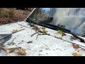 Huge ash tree lands on truck!