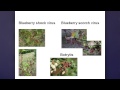 OSU Master Gardener: Growing Blueberries