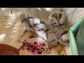 Baby Kestrel Falcons | Raised & Released