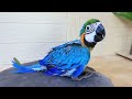 How baby macaw grows up | From the hatch until the eyes opened