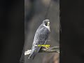 Peregrine Falcon | The Fastest Animal On Earth