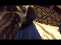 Bad Cat Video #8