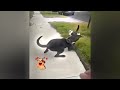 😘 Funniest Cats 😹 New Funny Catss 2024 🤣